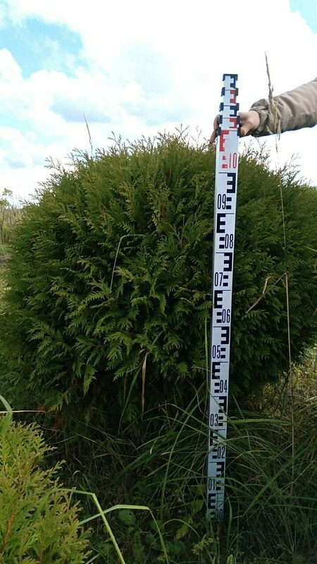 Туя западная Глобоза (Thuja occidentalis 'Globosa') ф. шар