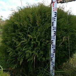 Туя западная Глобоза (Thuja occidentalis 'Globosa') ф. шар