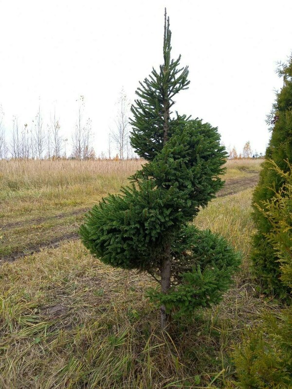 Ель обыкновенная (Picea abies) ф. Спираль