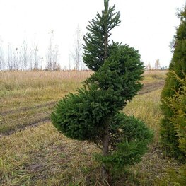 Ель обыкновенная (Picea abies) ф. Спираль
