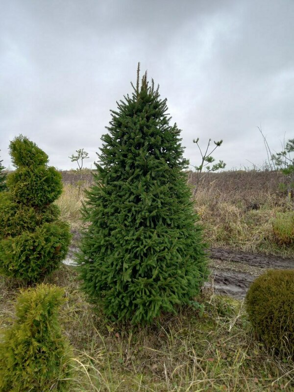 Ель обыкновенная (Picea abies) ф. Конус