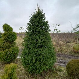 Ель обыкновенная (Picea abies) ф. Конус