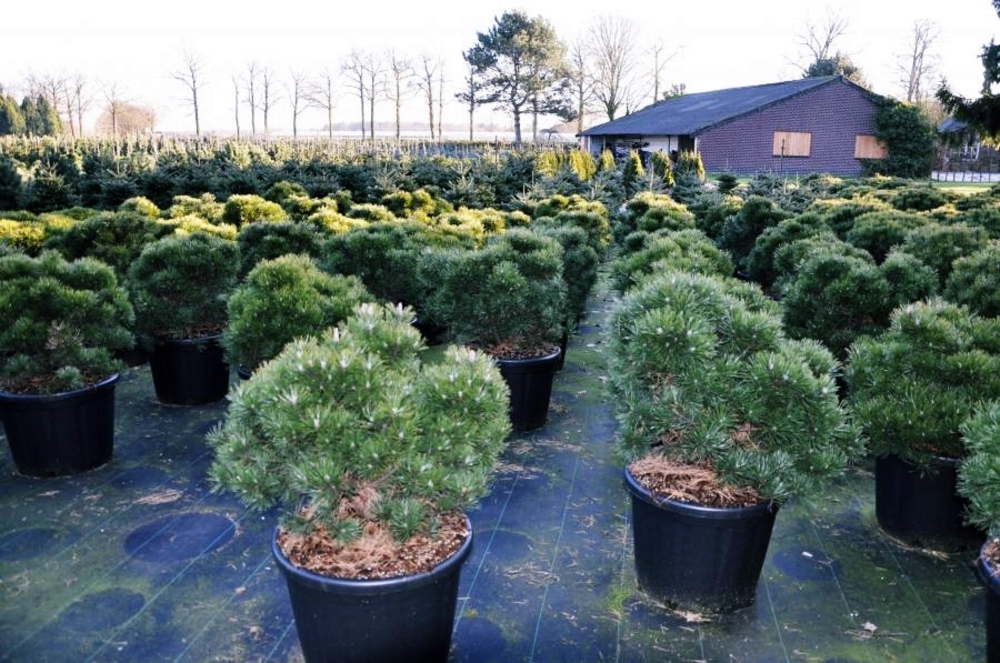 Сосна горная Гном (Pinus mugo 'Gnom')