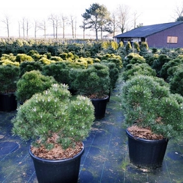 Сосна горная Гном (Pinus mugo 'Gnom')