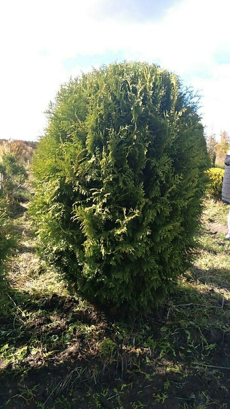 Туя западная Брабант (Thuja occidentalis 'Brabant') ф. шар-капля