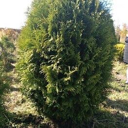 Туя западная Брабант (Thuja occidentalis 'Brabant') ф. шар-капля