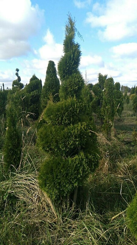 Туя западная Брабант (Thuja occidentalis 'Brabant') ф. Спираль
