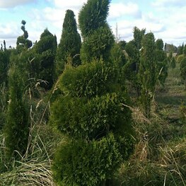 Туя западная Брабант (Thuja occidentalis 'Brabant') ф. Спираль