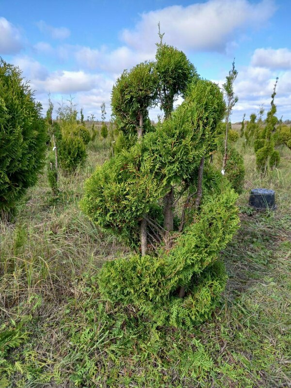 Туя западная Брабант (Thuja occidentalis 'Brabant') ф. двойная спираль