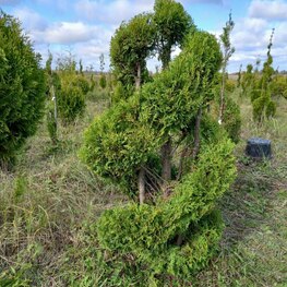 Туя западная Брабант (Thuja occidentalis 'Brabant') ф. двойная спираль