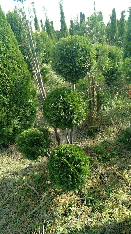 Туя западная Брабант (Thuja occidentalis 'Brabant') ф. Мультибол