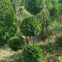 Туя западная Брабант (Thuja occidentalis 'Brabant') ф. Мультибол