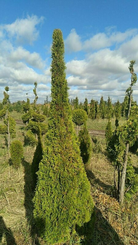 Туя западная Брабант (Thuja occidentalis 'Brabant') ф. Пирамида