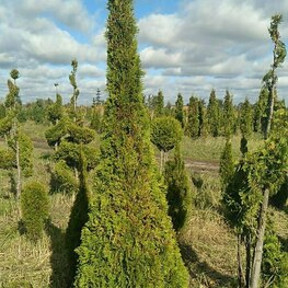 Туя западная Брабант (Thuja occidentalis 'Brabant') ф. Пирамида