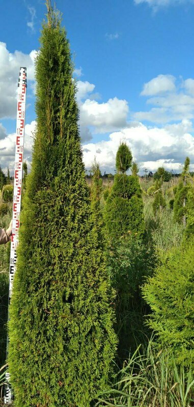 Туя западная Брабант (Thuja occidentalis 'Brabant') ф. Конус
