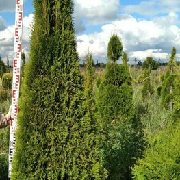 Туя западная Брабант (Thuja occidentalis 'Brabant') ф. Конус