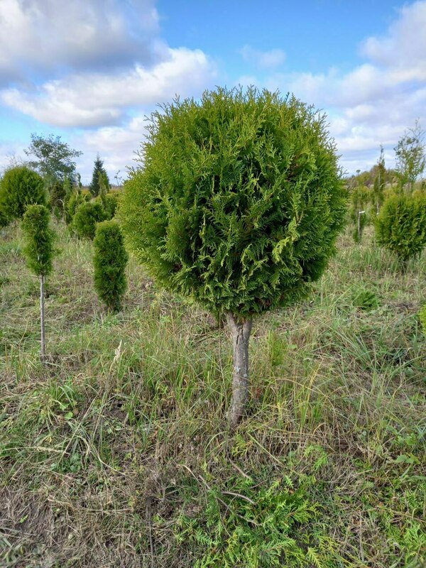 Туя западная Смарагд (Thuja occidentalis 'Smaragd') ф. Шар на штамбе