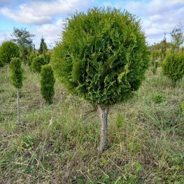 Туя западная Смарагд (Thuja occidentalis 'Smaragd') ф. Шар на штамбе