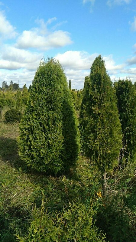 Туя западная Смарагд (Thuja occidentalis 'Smaragd') ф. Шар-капля