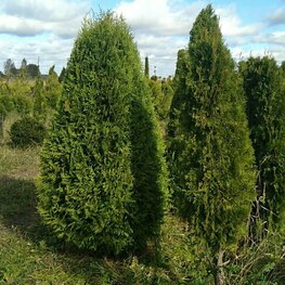 Туя западная Смарагд (Thuja occidentalis 'Smaragd') ф. Шар-капля