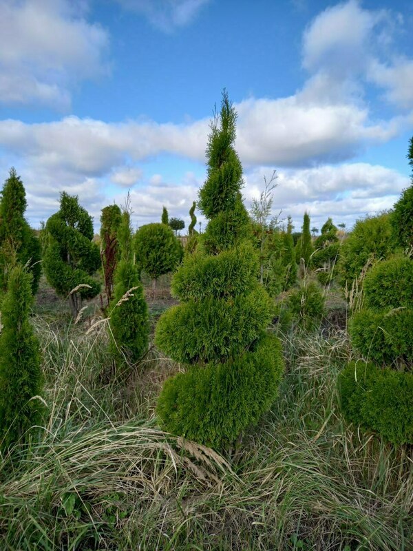 Туя западная Смарагд (Thuja occidentalis 'Smaragd') ф. Спираль