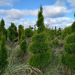 Туя западная Смарагд (Thuja occidentalis 'Smaragd') ф. Спираль