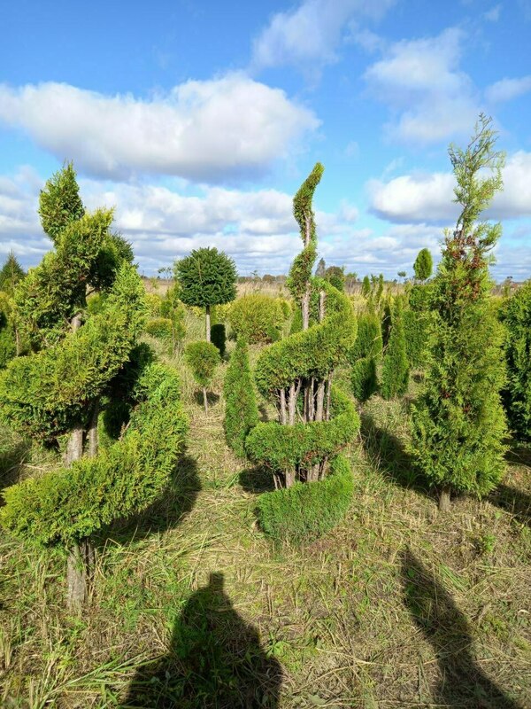 Туя западная Смарагд (Thuja occidentalis 'Smaragd') ф. двойная Спираль