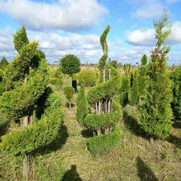 Туя западная Смарагд (Thuja occidentalis 'Smaragd') ф. двойная Спираль