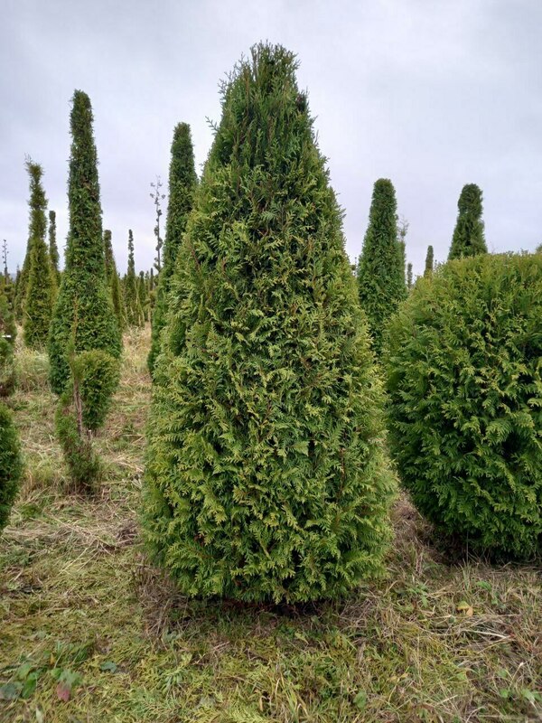 Туя западная Смарагд (Thuja occidentalis 'Smaragd') ф. Пирамида