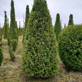 Туя западная Смарагд (Thuja occidentalis 'Smaragd') ф. Пирамида