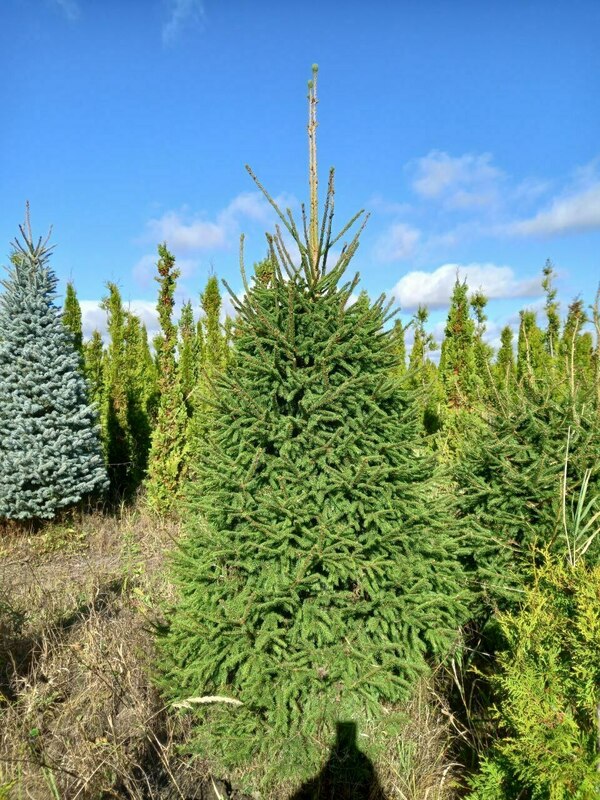 Ель обыкновенная (Picea abies) ф. Пирамида