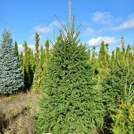 Ель обыкновенная (Picea abies) ф. Пирамида