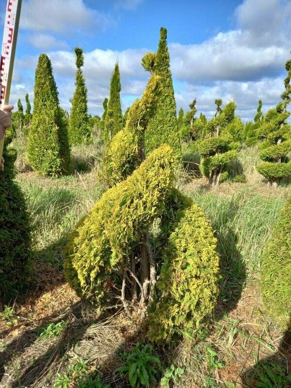 Туя западная Европа Голд (Thuja occidentalis 'Europe Gold') Спираль