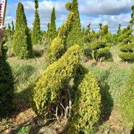 Туя западная Европа Голд (Thuja occidentalis 'Europe Gold') Спираль