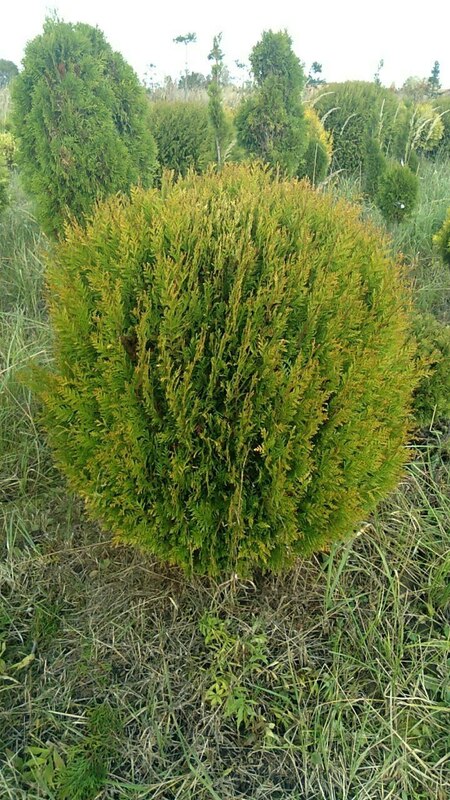 Туя западная Глобоза Ауреа (Thuja occidentalis 'Globosa Aurea') шар