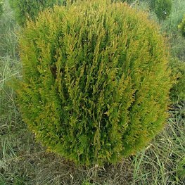Туя западная Глобоза Ауреа (Thuja occidentalis 'Globosa Aurea') шар