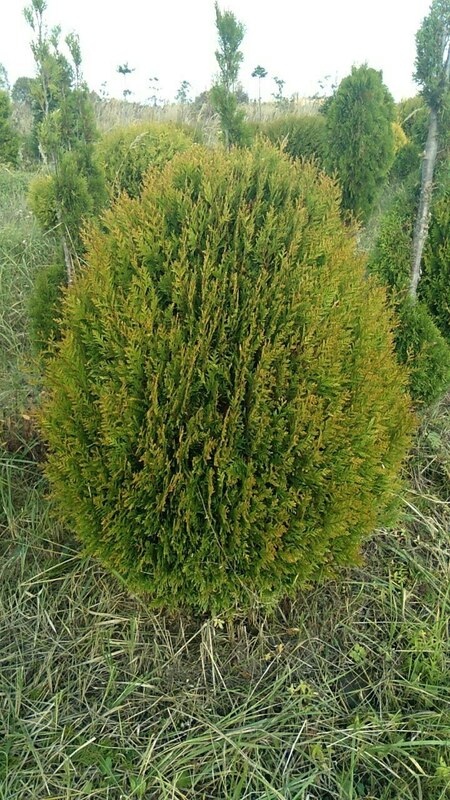 Туя западная Корник (Thuja occidentalis 'Kornik') шар