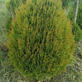 Туя западная Корник (Thuja occidentalis 'Kornik') шар