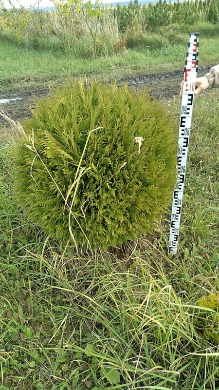 Туя западная Столвик (Thuja occidentalis 'Stolwijk') шар