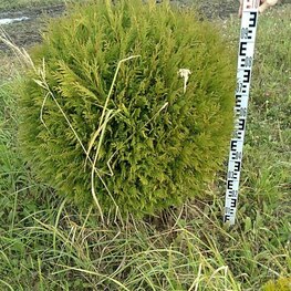 Туя западная Столвик (Thuja occidentalis 'Stolwijk') шар