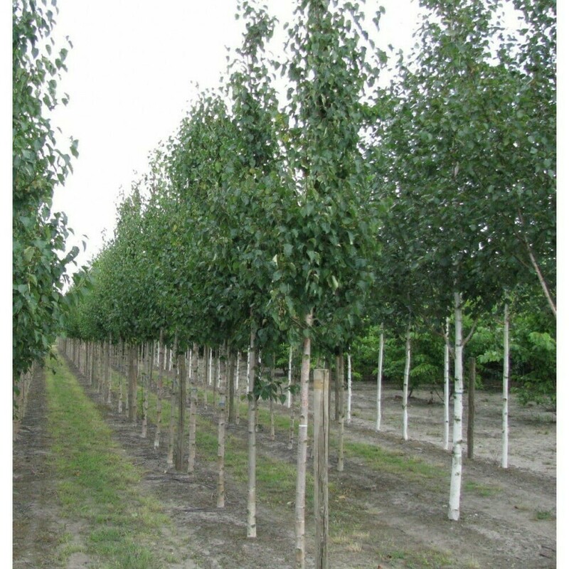 Береза Эрмана (Betula ermanii)