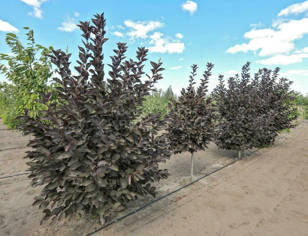 Черемуха Неубиенная (Prunus padus 'Neubiennaya')