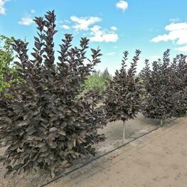 Черемуха Неубиенная (Prunus padus 'Neubiennaya')