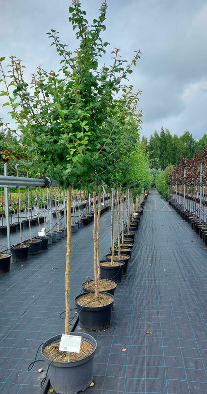 Боярышник однопестичный Рубра Плена (Crataegus monogyna 'Rubra Plena')