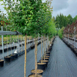 Боярышник однопестичный Рубра Плена (Crataegus monogyna 'Rubra Plena')