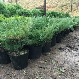 Можжевельник казацкий (Juniperus sabina) видовой