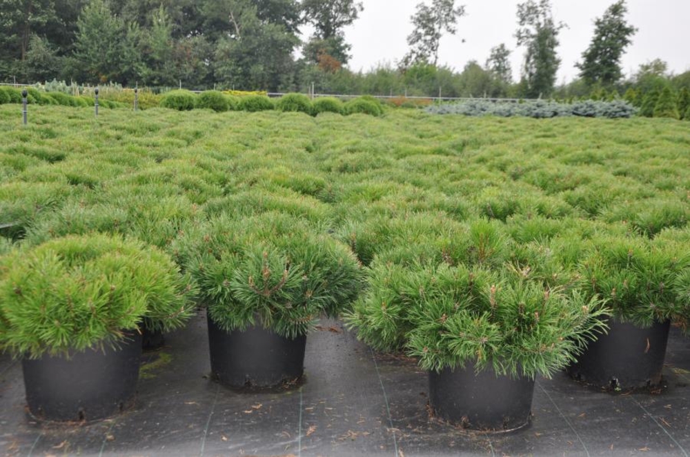 Сосна горная Мугус (Pinus mugo 'Mughus')
