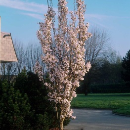 Вишня мелкопильчатая Аманогава (Prunus serrulata 'Amanogawa')