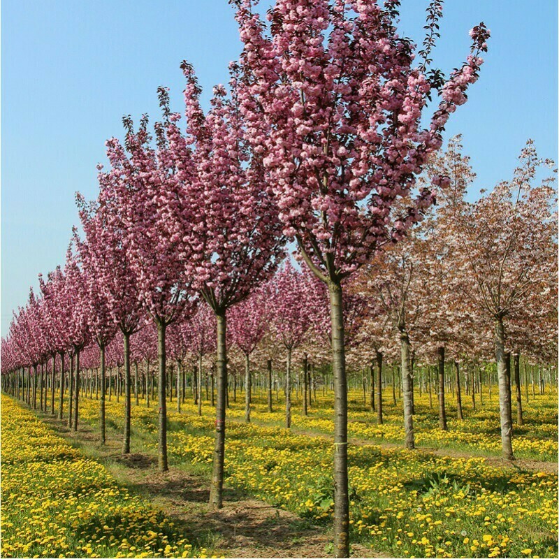 Вишня мелкопильчатая Пинк Перфекшн (Prunus serrulata 'Pink Perfection')