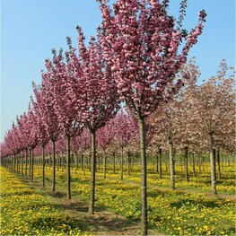 Вишня мелкопильчатая Пинк Перфекшн (Prunus serrulata 'Pink Perfection')